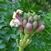 Oroxylum indicum (L.) Kurz